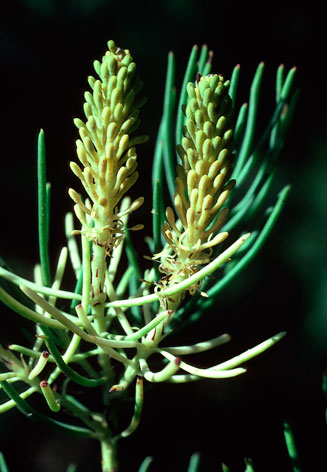 Leucadendron nobile