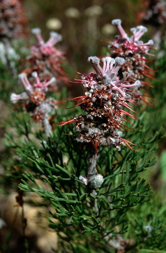 Paranomus bolusii (Overberg sceptre)