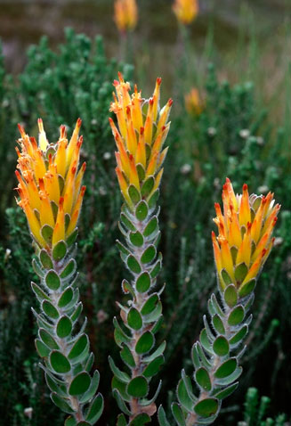 Mimetes pauciflorus (Three-flowered pagoda)
