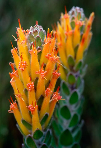 Mimetes pauciflorus (Three-flowered pagoda)