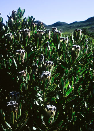 Protea lepidocarpodendron (Black-beard sugarbush)