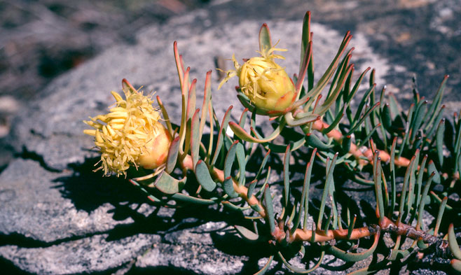 Leucadendron cadens