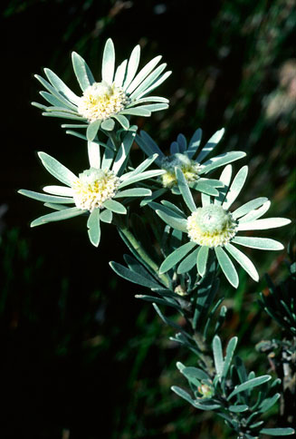 Leucadendron album