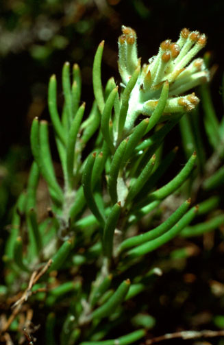 Sorocephalus crassifolius (Flowerless clusterhead)