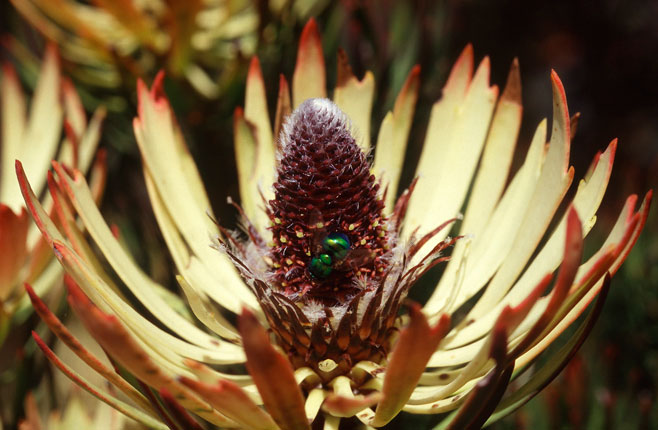 Leucadendron cinereum