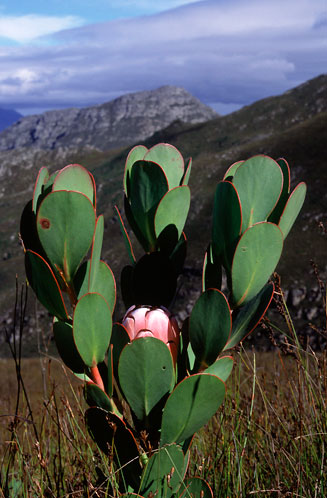 Protea stokoei (Pink sugarbush)