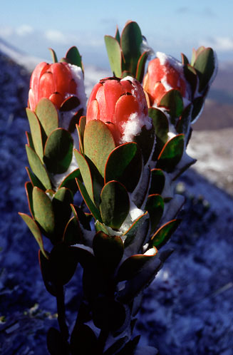 Protea stokoei (Pink sugarbush)