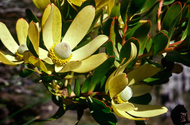 Leucadendron strobilinum
