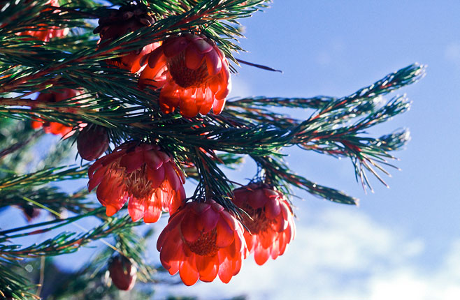 Protea nana (Mountain-rose sugarbush)