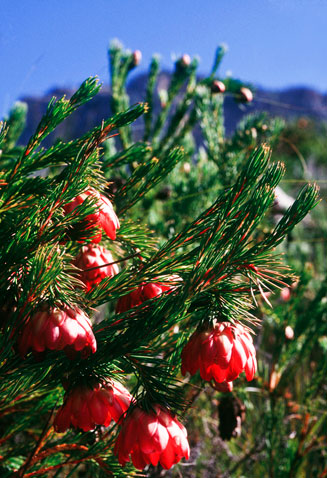 Protea nana (Mountain-rose sugarbush)