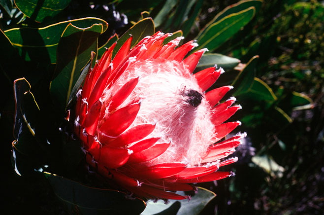 Protea magnifica (Queen protea)