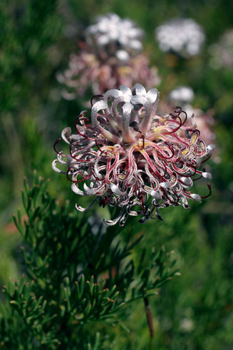 Serruria acrocarpa (Common rootstock spiderhead)