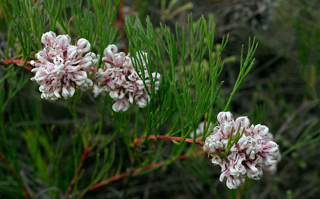Serruria rubricaulis (Red-stem spiderhead)