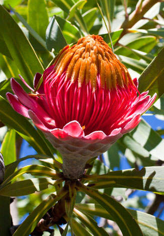 Protea curvata (Barberton sugarbush)