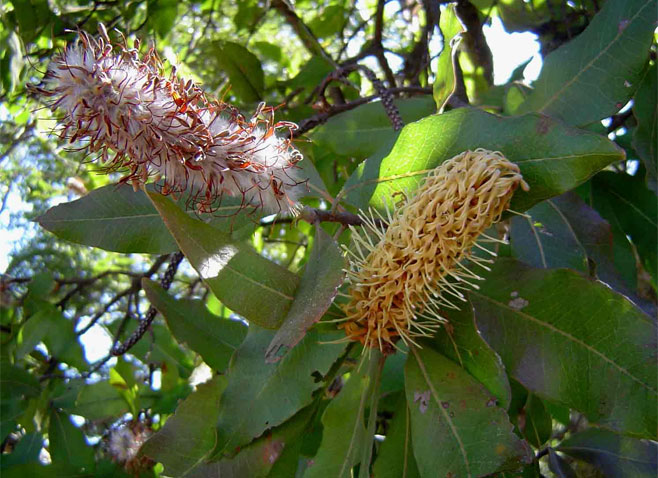 Faurea rochetiana (Broad-leaved beechwood)