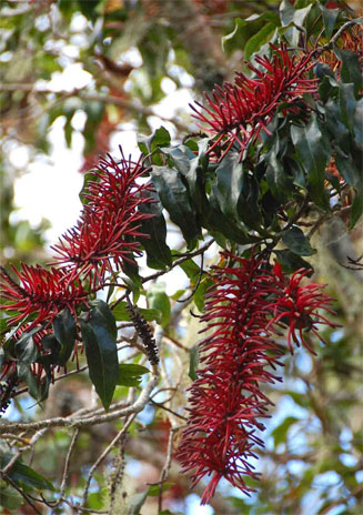Faurea rubriflora (Red-flowered beechwood)