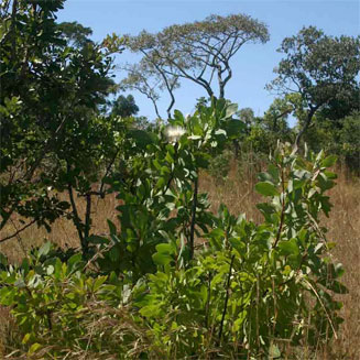 Protea angolensis (Northern woodland sugarbush)