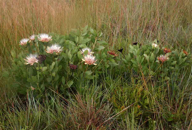 Protea angolensis (Northern woodland sugarbush)