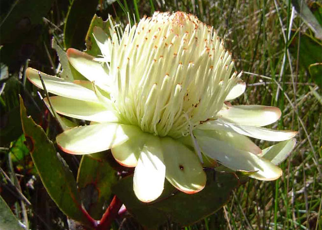 Protea dracomontana (Drakensberg sugarbush)