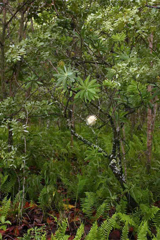 Protea gaguedi (African sugarbush)