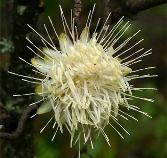 Protea gaguedi (African sugarbush)