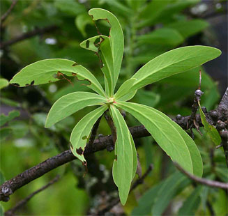 Protea gaguedi (African sugarbush)