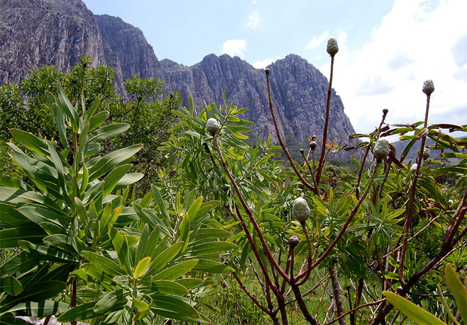 Protea gaguedi (African sugarbush)