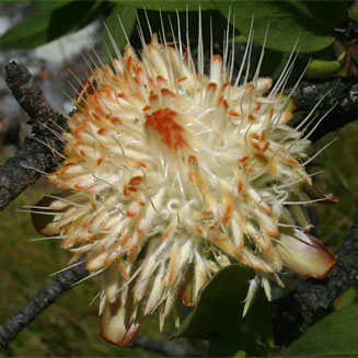 Protea welwitschii (Dwarf savanna sugarbush)