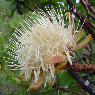 Protea welwitschii (Dwarf savanna sugarbush)