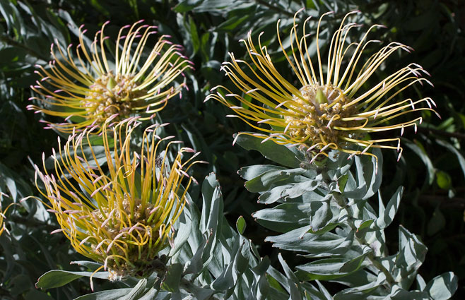 Leucospermum formosum (Silver-leaf wheel pincushion)