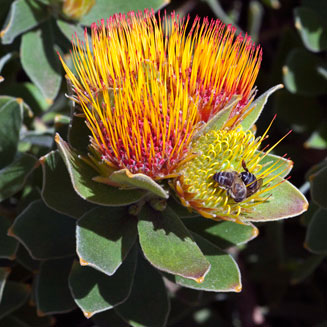 Leucospermum oleifolium