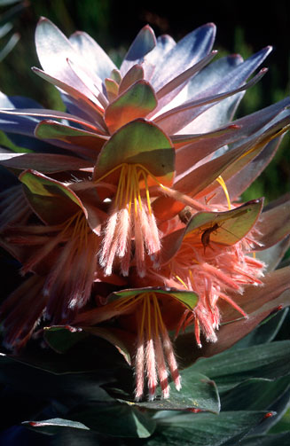 Mimetes arboreus (Kogelberg pagoda)