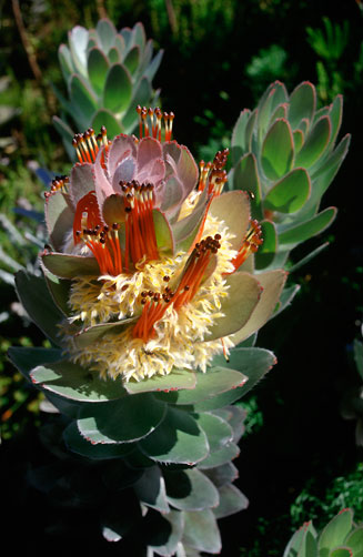 Mimetes hottentoticus (Matchstick pagoda)