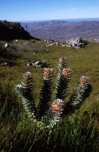 Mimetes arboreus (Kogelberg pagoda)