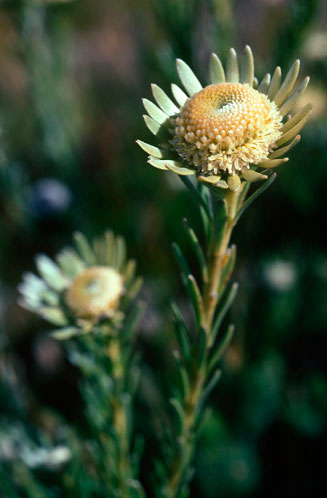 Leucadendron singulare