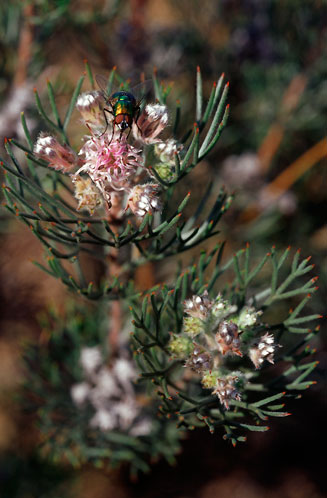Serruria candicans (Shiny spiderhead)