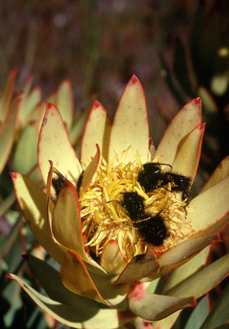 Leucadendron burchellii