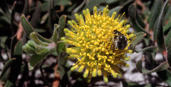 Leucospermum prostratum (Yellow trailing pincushion)