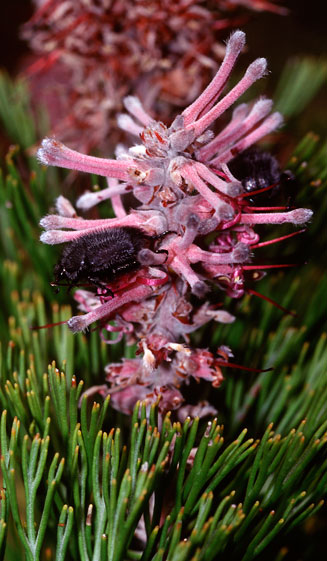 Paranomus bracteolaris (Smooth-leaf tree sceptre)