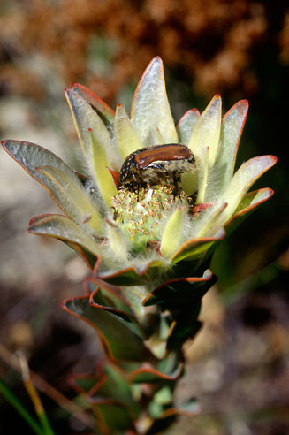 Leucadendron nervosum