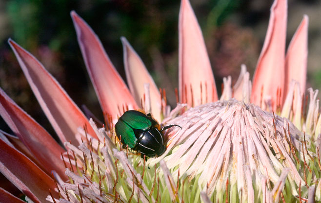 Protea cynaroides (King sugarbush, King protea)