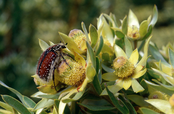 Leucadendron floridum