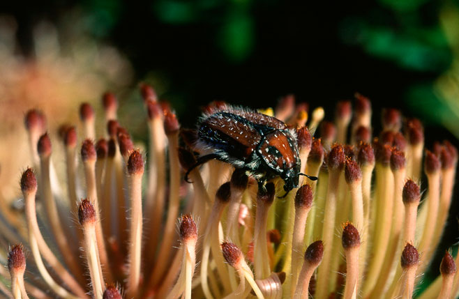 Leucospermum tottum (Ribbon pincushion)