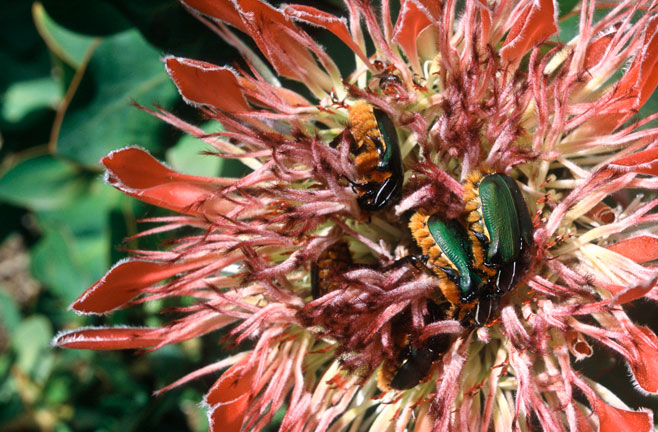 Protea eximia (Broad-leaf sugarbush)