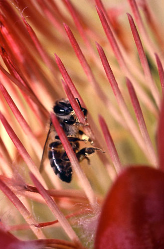 Protea repens (Common sugarbush)