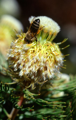 Serruria villosa (Golden spiderhead)