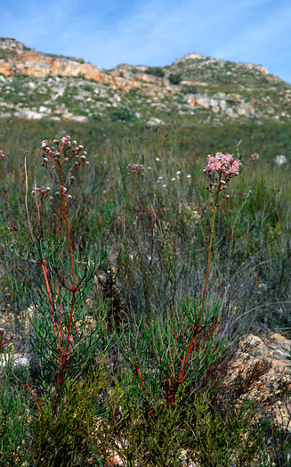 Serruria williamsii (King spiderhead)