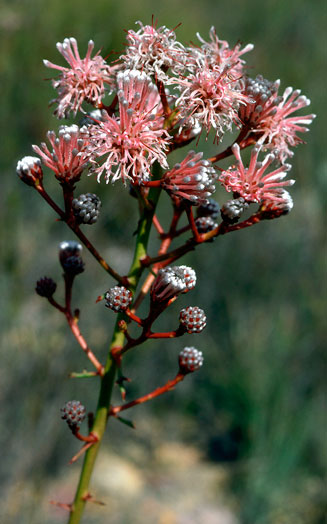 Serruria williamsii (King spiderhead)