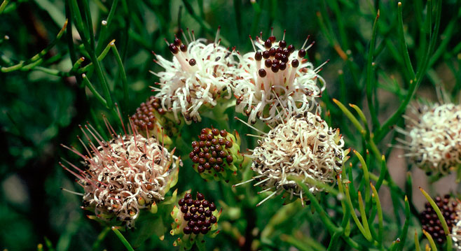Serruria zeyheri (Matchstick spiderhead)