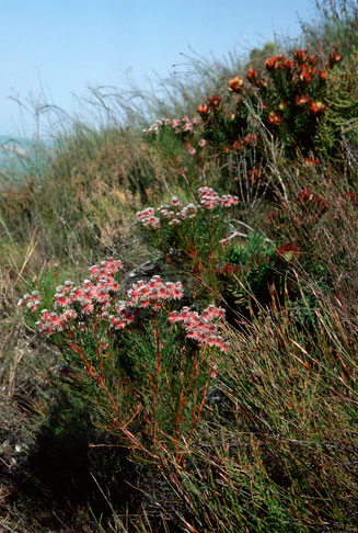 Serruria phylicoides (Bearded spiderhead)